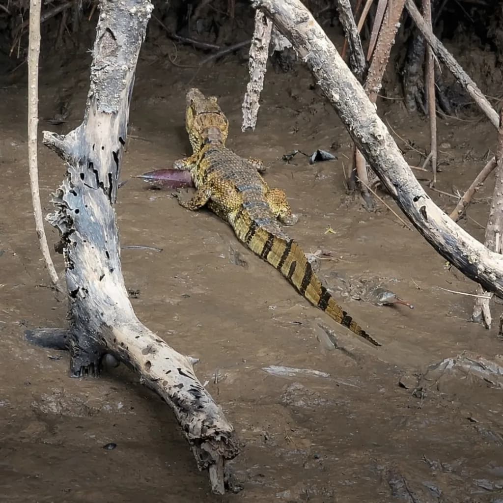 Safari Noturno de Jacare
